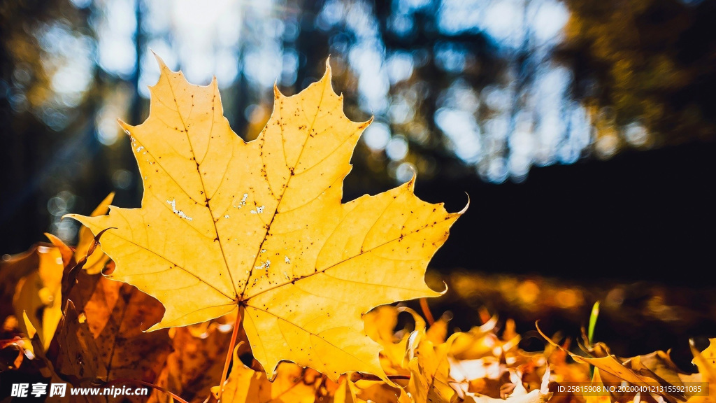 枫叶枫树枫林深秋唯美背景