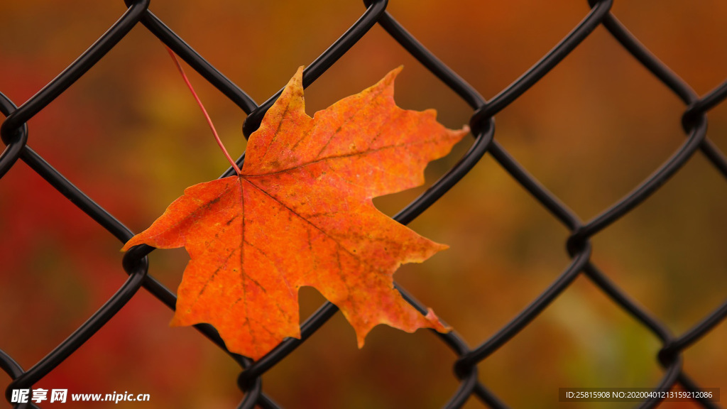 枫叶枫树枫林深秋唯美背景