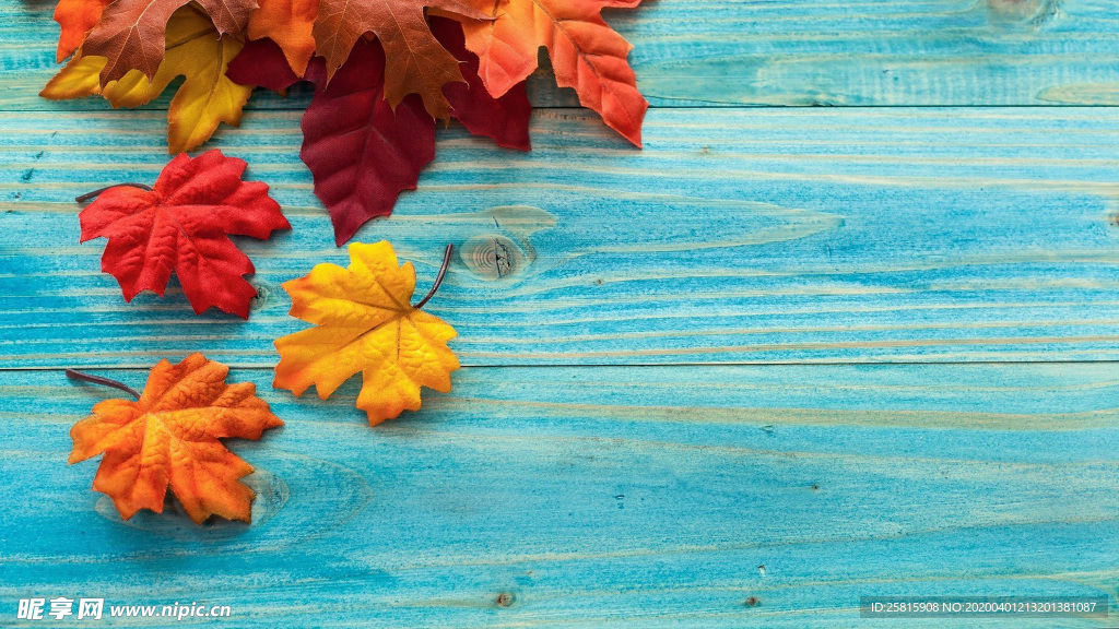 枫叶枫树枫林深秋唯美背景