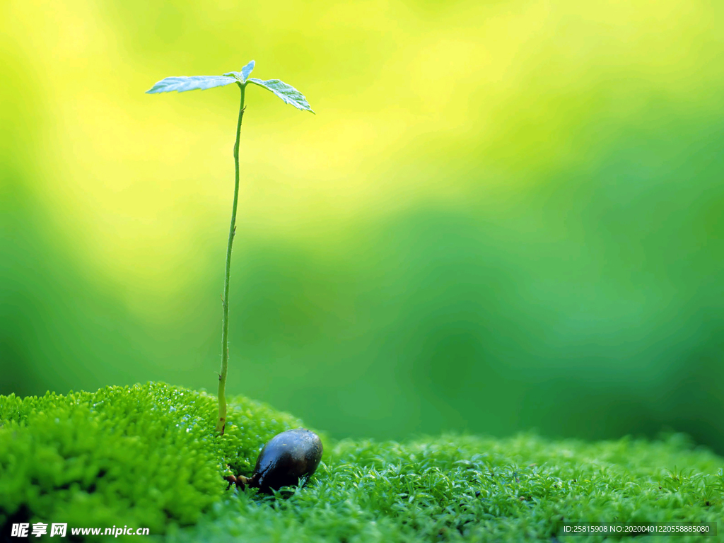发芽嫩芽绿芽胚芽生长