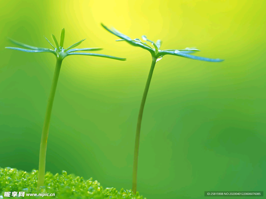 发芽嫩芽绿芽胚芽生长