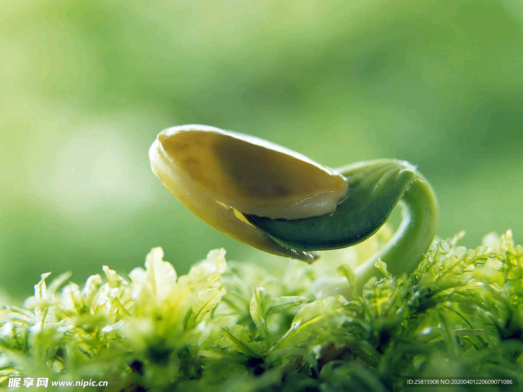 发芽嫩芽绿芽胚芽生长