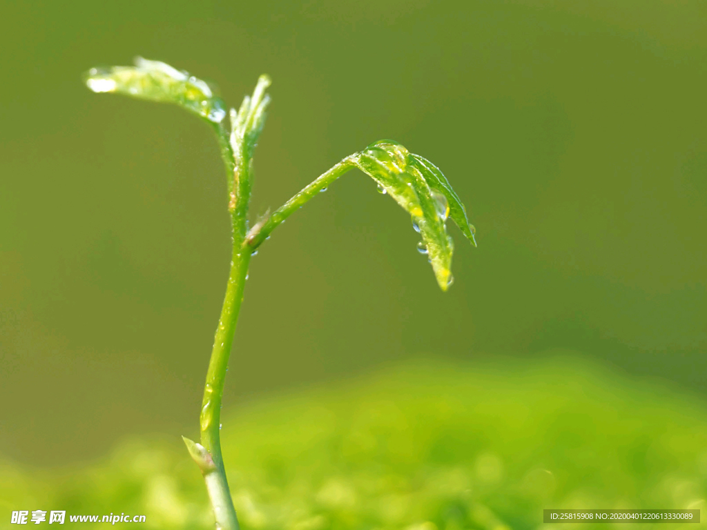 发芽嫩芽绿芽胚芽生长