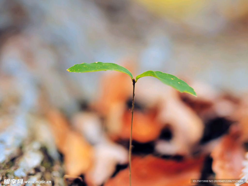 发芽嫩芽绿芽胚芽生长