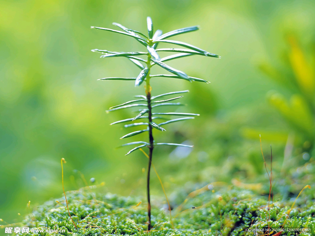 发芽嫩芽绿芽胚芽生长