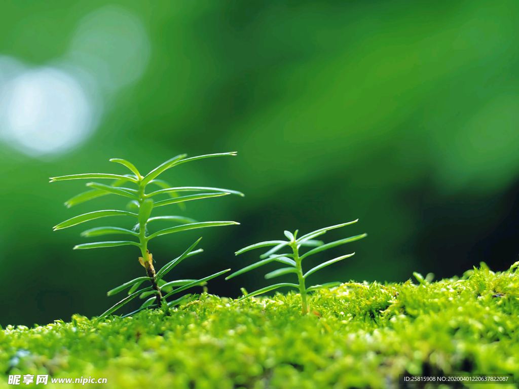 发芽嫩芽绿芽胚芽生长