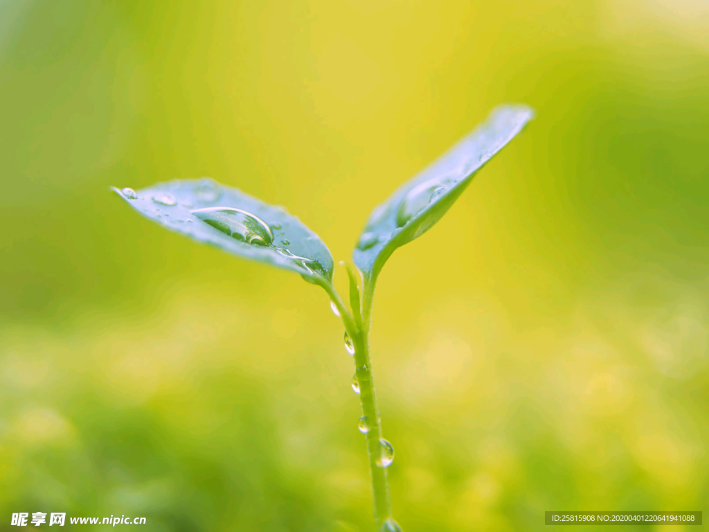 发芽嫩芽绿芽胚芽生长