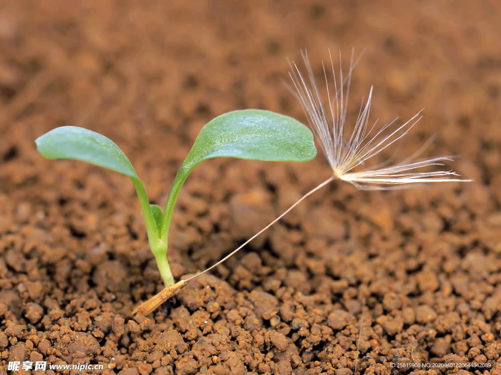 发芽嫩芽绿芽胚芽生长