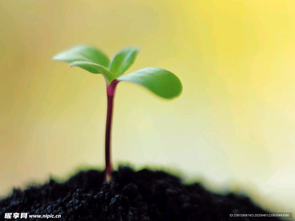 发芽嫩芽绿芽胚芽生长