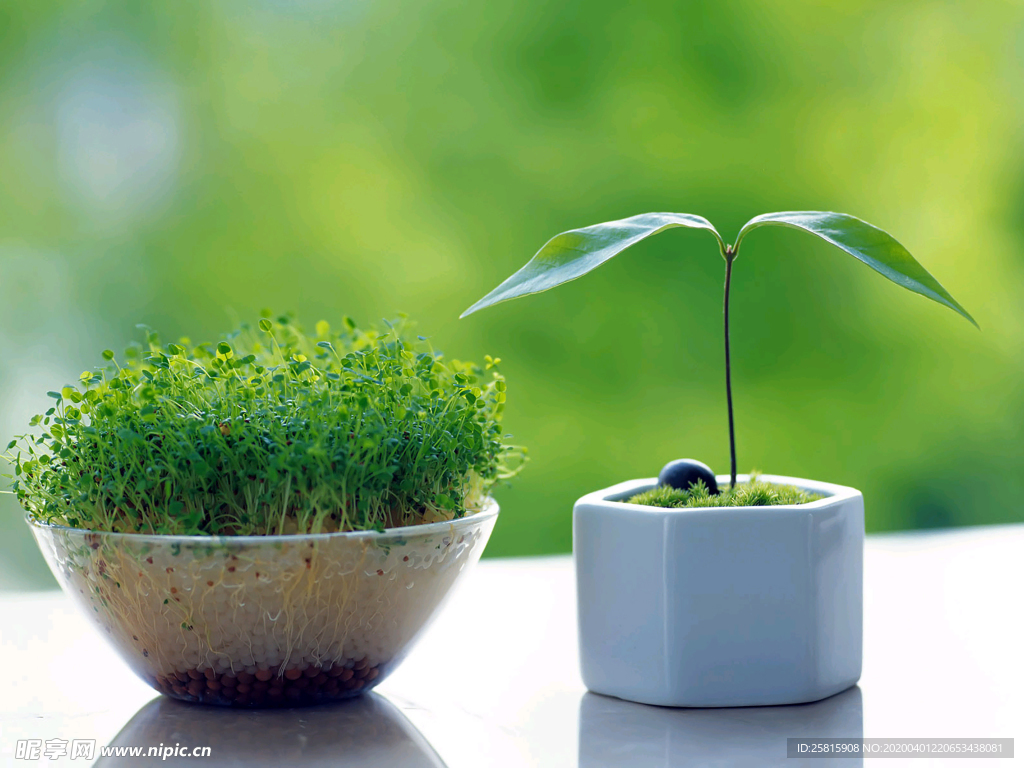 发芽嫩芽绿芽胚芽生长