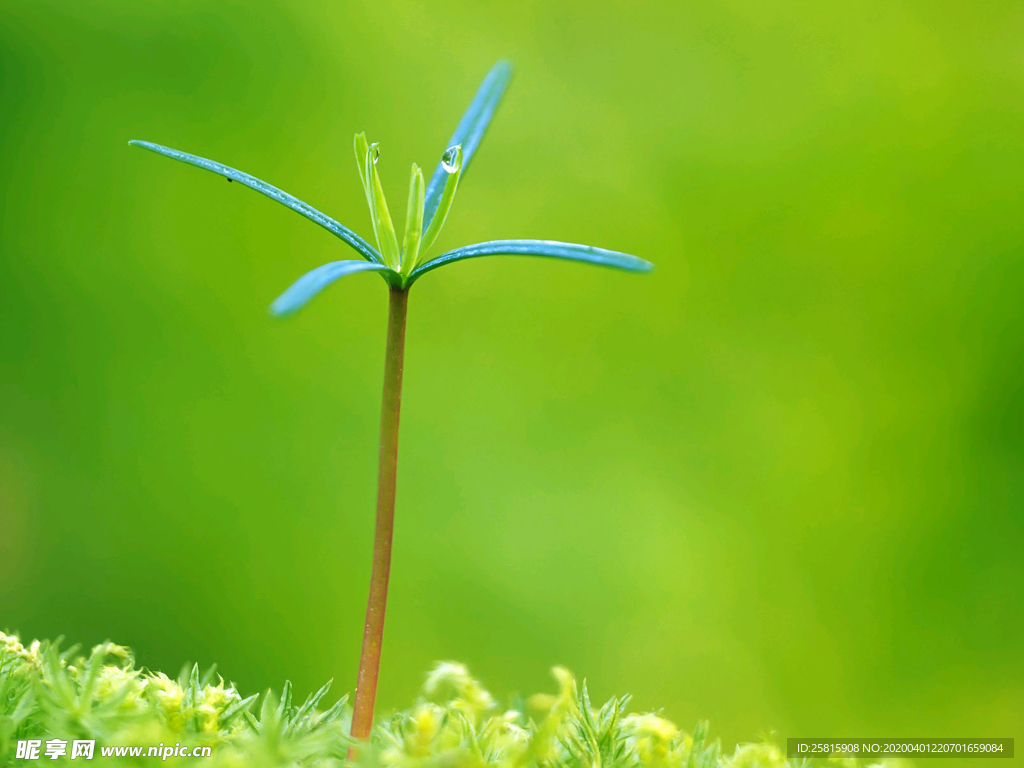 发芽嫩芽绿芽胚芽生长