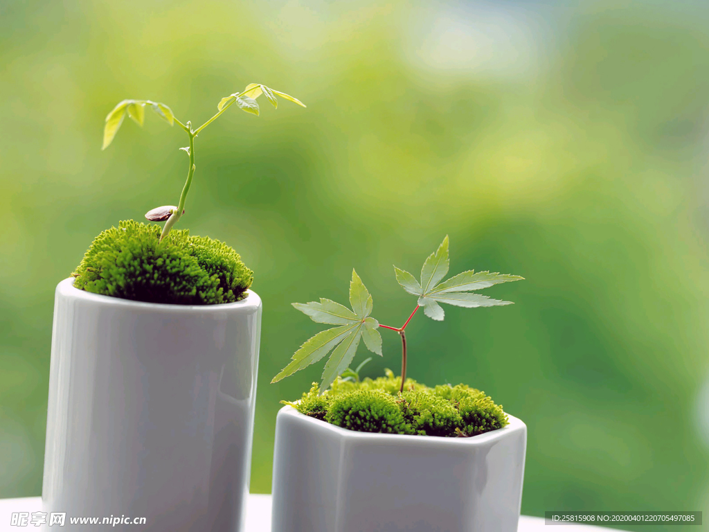 发芽嫩芽绿芽胚芽生长