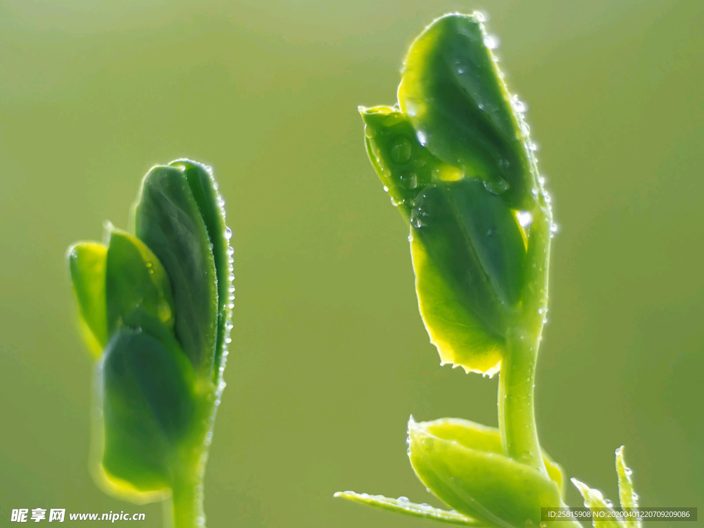 发芽嫩芽绿芽胚芽生长