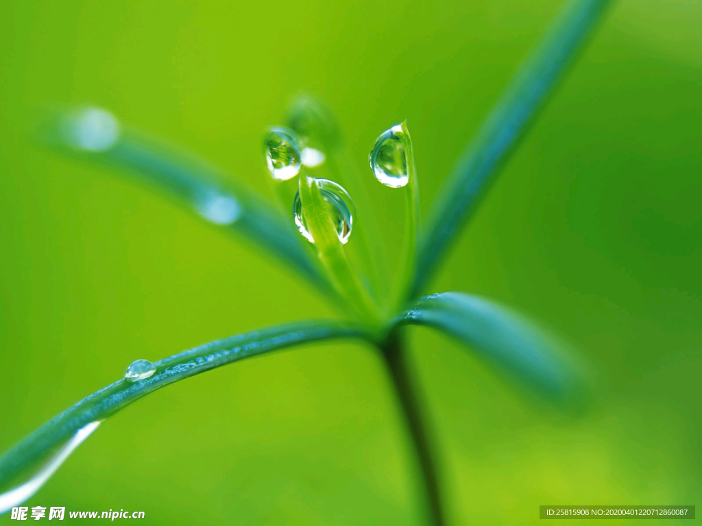 发芽嫩芽绿芽胚芽生长