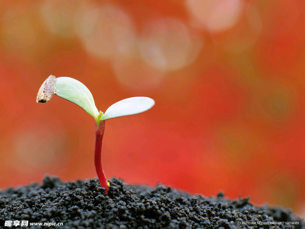 发芽嫩芽绿芽胚芽生长