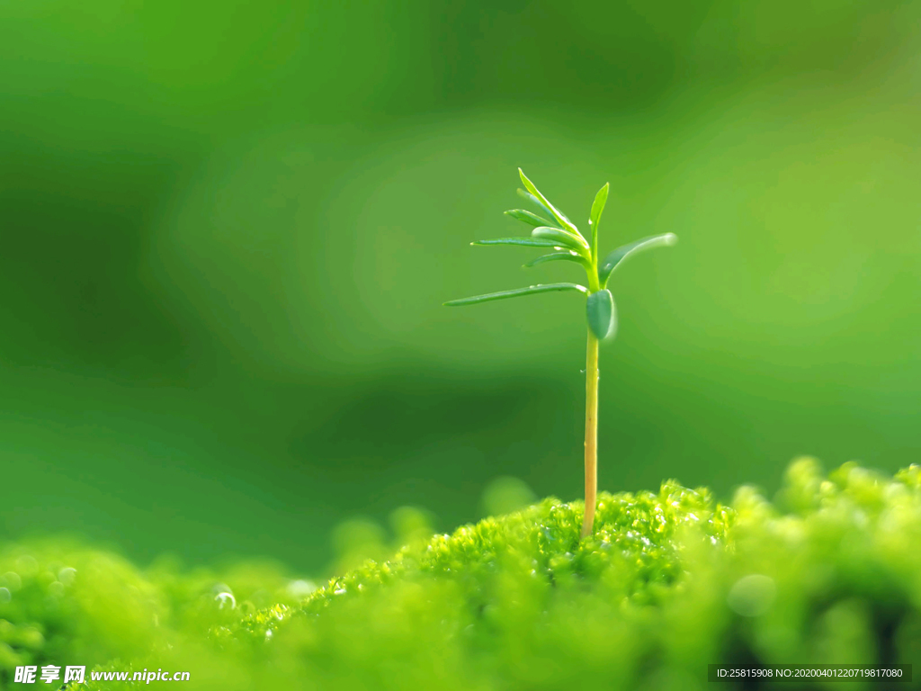 发芽嫩芽绿芽胚芽生长