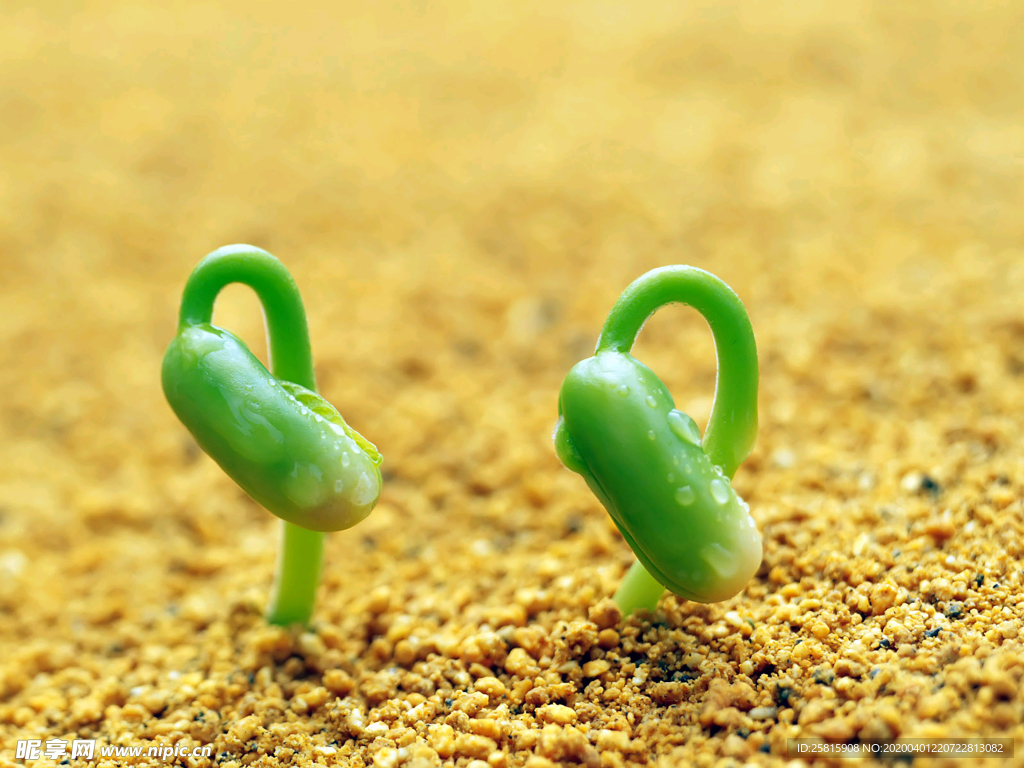 发芽嫩芽绿芽胚芽生长