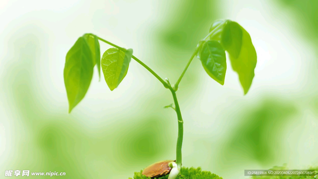 发芽嫩芽绿芽胚芽生长