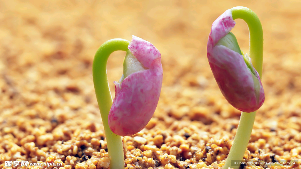 发芽嫩芽绿芽胚芽生长