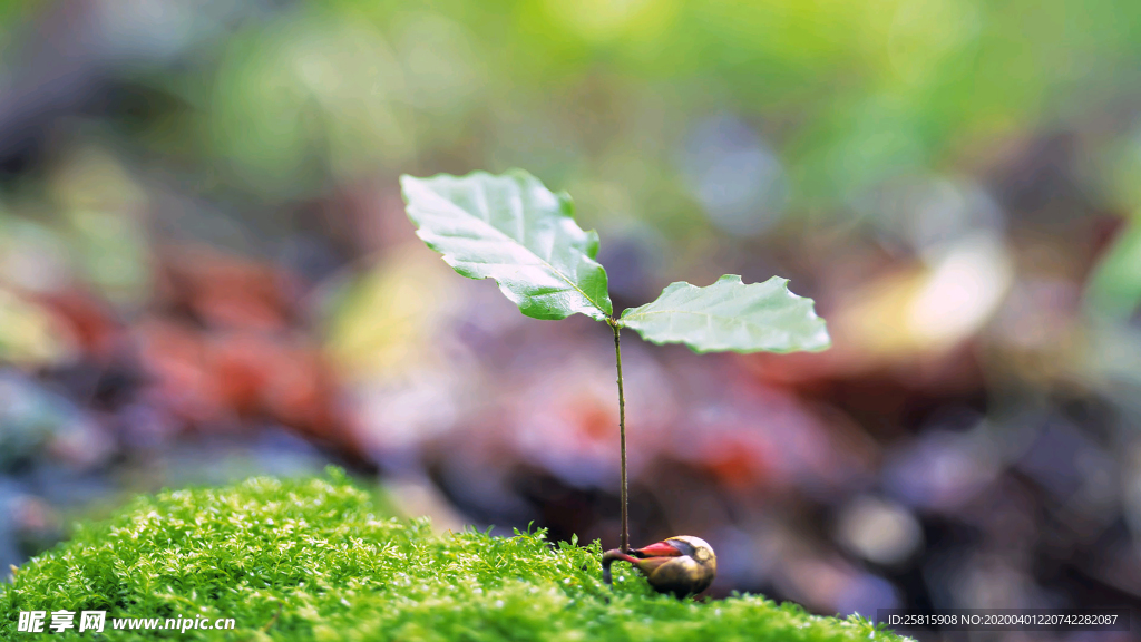 发芽嫩芽绿芽胚芽生长