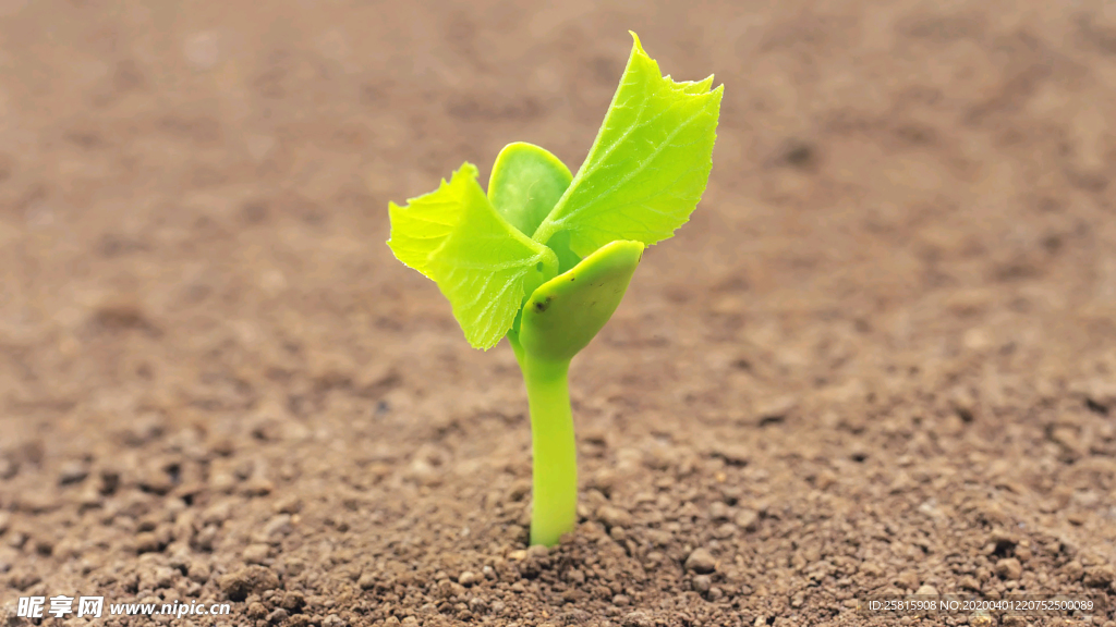 发芽嫩芽绿芽胚芽生长
