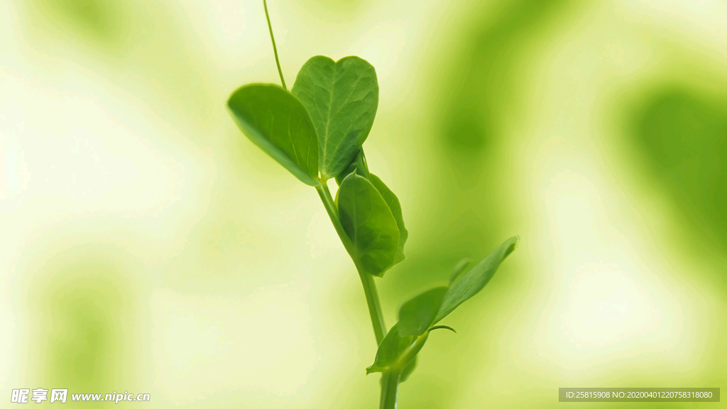 发芽嫩芽绿芽胚芽生长