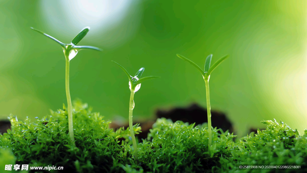 发芽嫩芽绿芽胚芽生长
