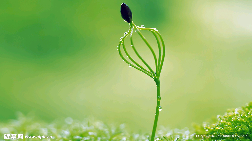 发芽嫩芽绿芽胚芽生长