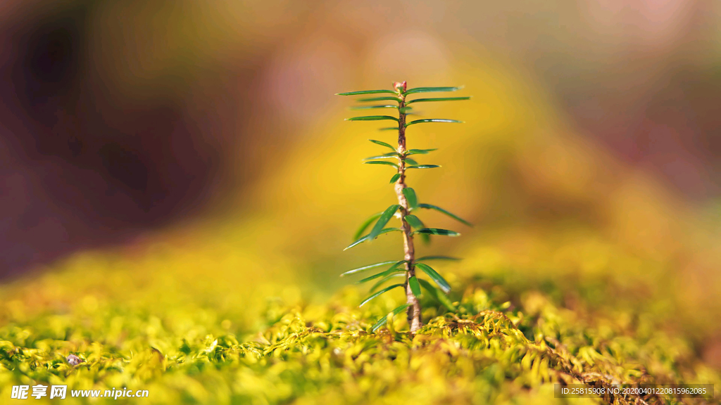 发芽嫩芽绿芽胚芽生长