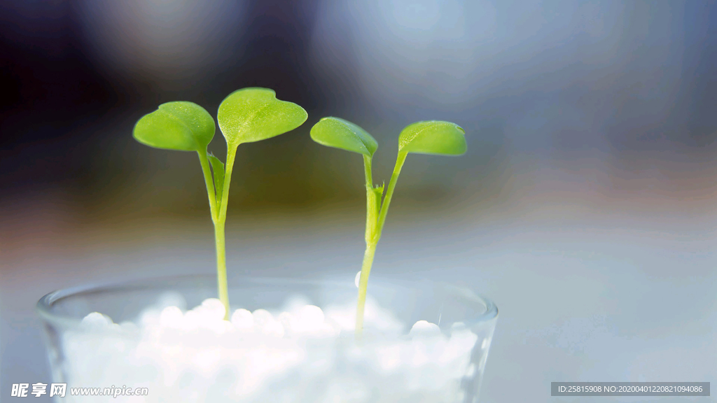 发芽嫩芽绿芽胚芽生长