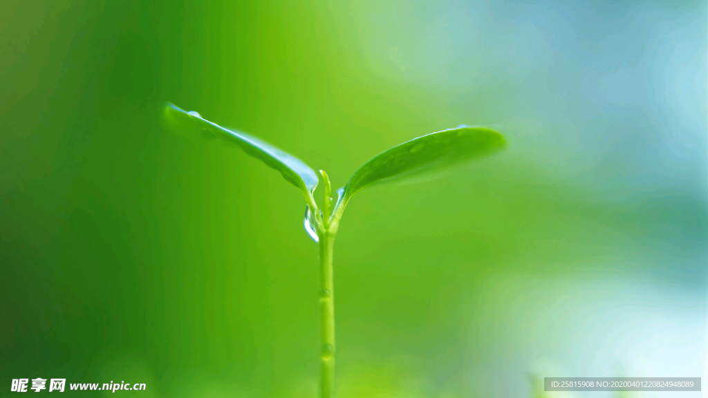 发芽嫩芽绿芽胚芽生长