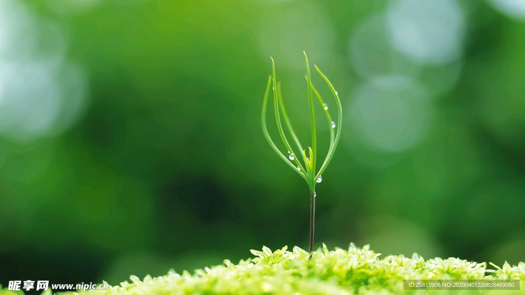 发芽嫩芽绿芽胚芽生长