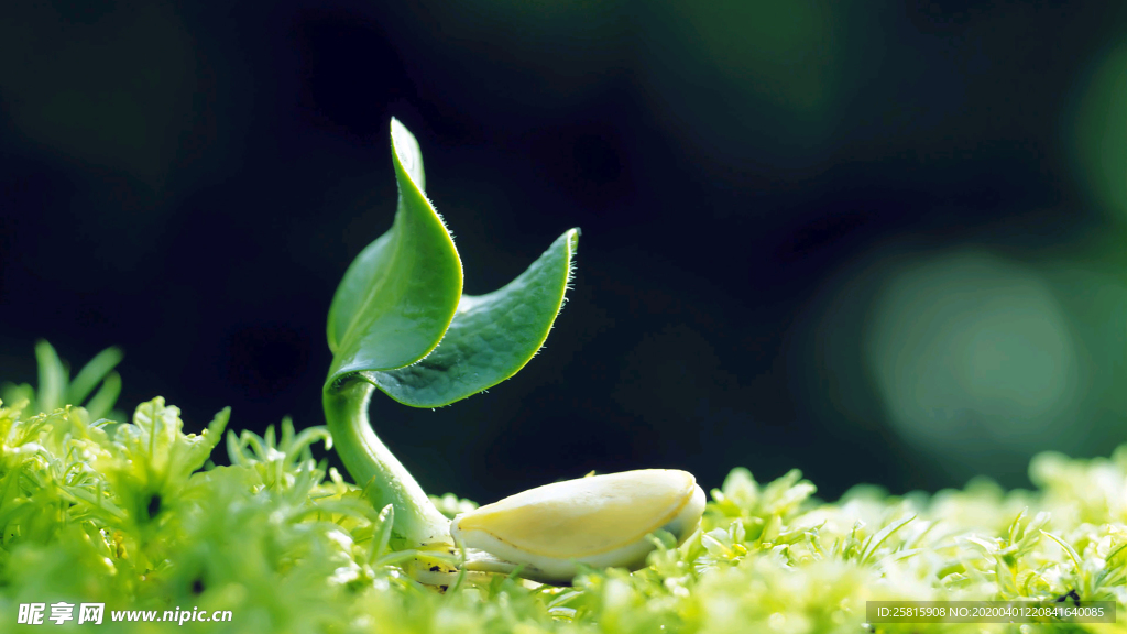 发芽嫩芽绿芽胚芽生长