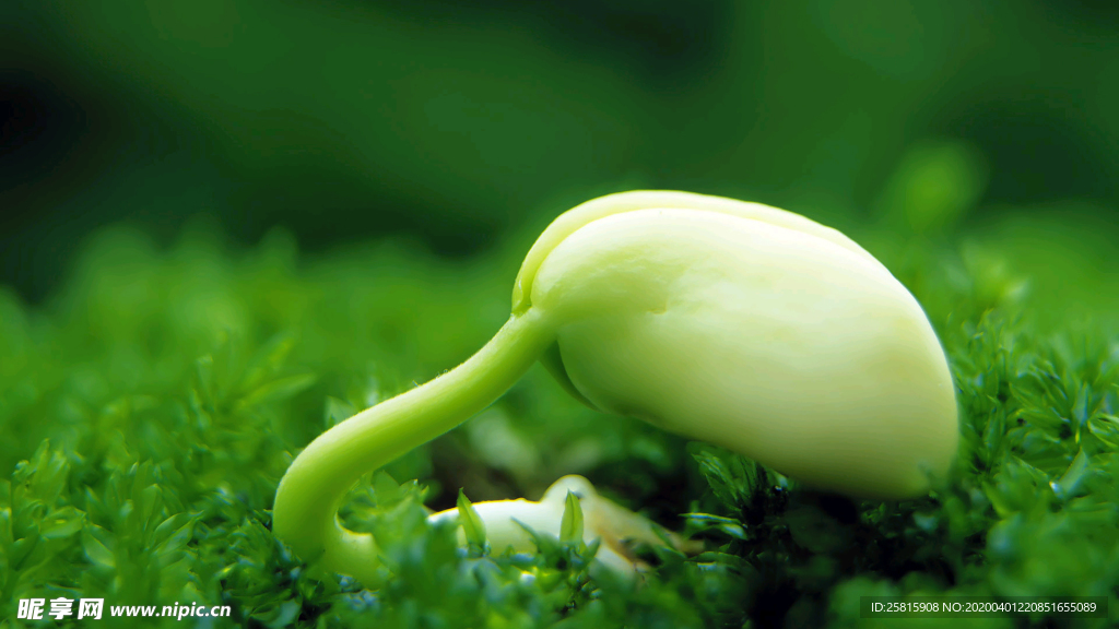 发芽嫩芽绿芽胚芽生长