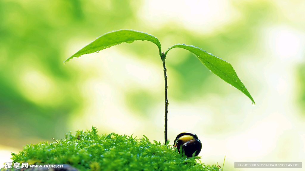 发芽嫩芽绿芽胚芽生长
