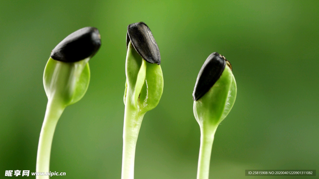 发芽嫩芽绿芽胚芽生长