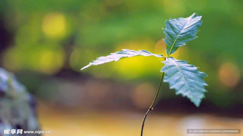 发芽嫩芽绿芽胚芽生长