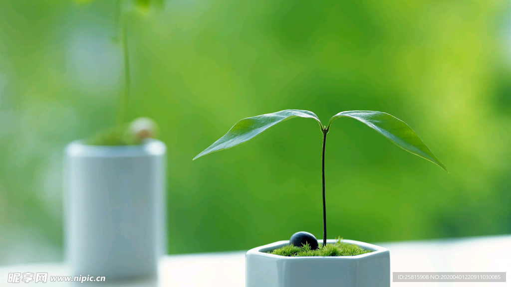 发芽嫩芽绿芽胚芽生长