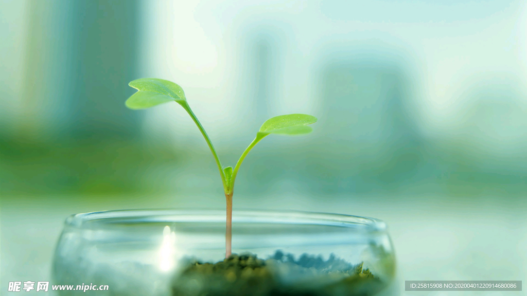 发芽嫩芽绿芽胚芽生长