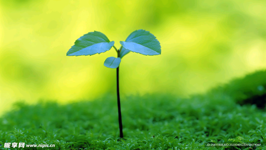 发芽嫩芽绿芽胚芽生长