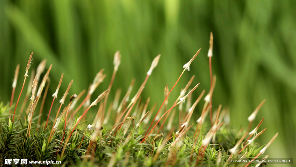 发芽嫩芽绿芽胚芽生长