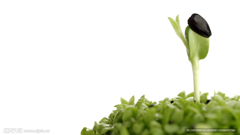 发芽嫩芽绿芽胚芽生长