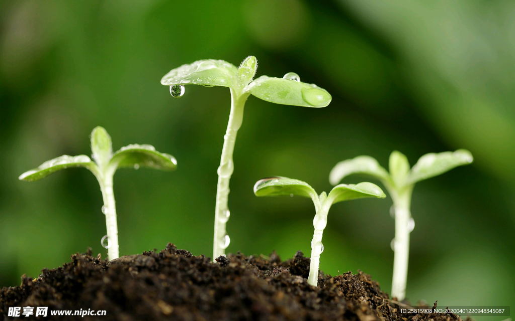 发芽嫩芽绿芽胚芽生长