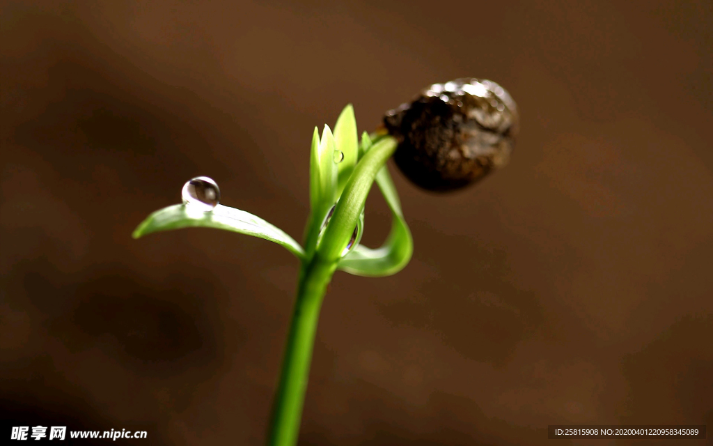 发芽嫩芽绿芽胚芽生长