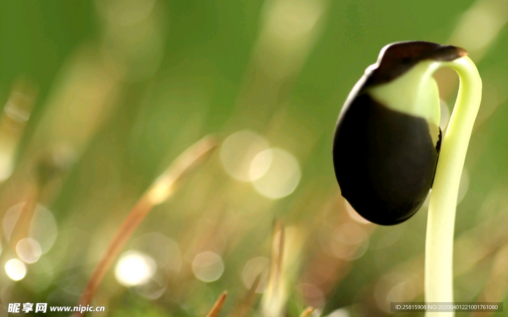 发芽嫩芽绿芽胚芽生长