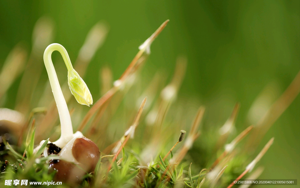 发芽嫩芽绿芽胚芽生长