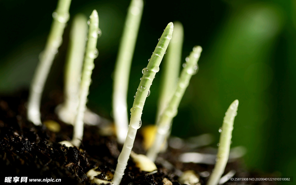 发芽嫩芽绿芽胚芽生长