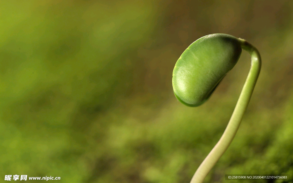 发芽嫩芽绿芽胚芽生长
