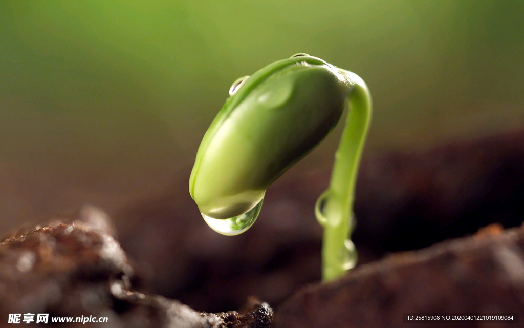 发芽嫩芽绿芽胚芽生长