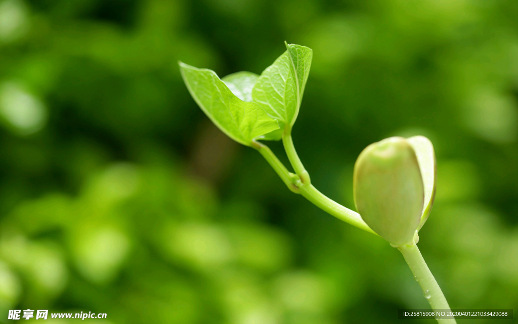 发芽嫩芽绿芽胚芽生长